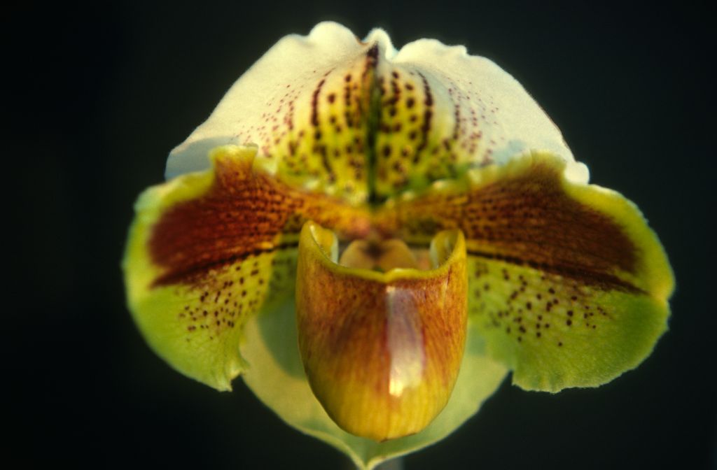 Paphiopedilum, unknown, only 2 slides labeled in this roll, February 1978, roll 197802H7red slide 17