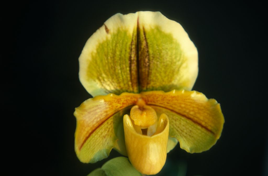 Paphiopedilum, unknown, only 2 slides labeled in this roll, February 1978, roll 197802H7red slide 18