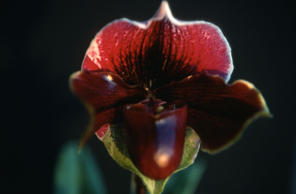 Paphiopedilum, unknown, only 2 slides labeled in this roll, February 1978, roll 197802H7red slide 19