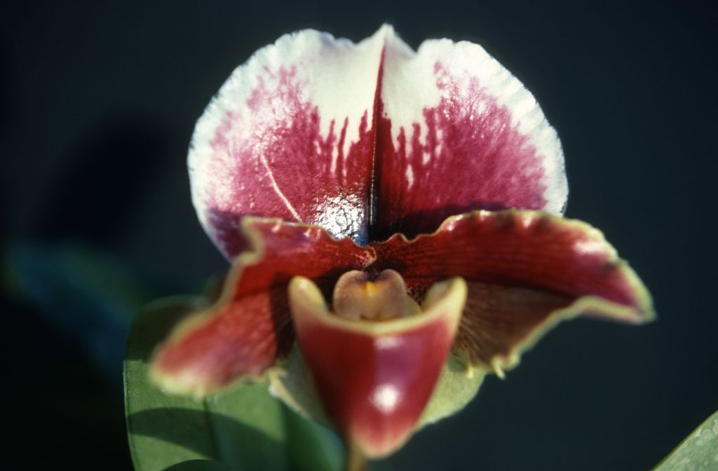 Paphiopedilum, unknown, only 2 slides labeled in this roll, February 1978, roll 197802H7red slide 20