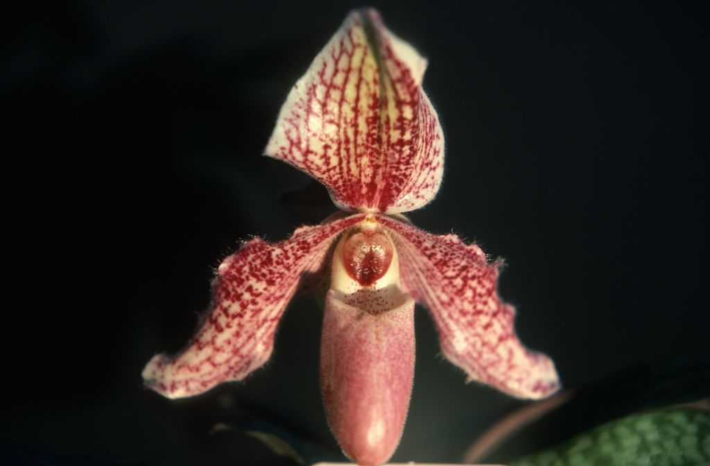 Paphiopedilum, unknown, only 2 slides labeled in this roll, February 1978, roll 197802H7red slide 5