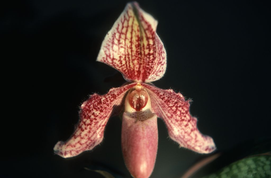 Paphiopedilum, unknown, only 2 slides labeled in this roll, February 1978, roll 197802H7red slide 6