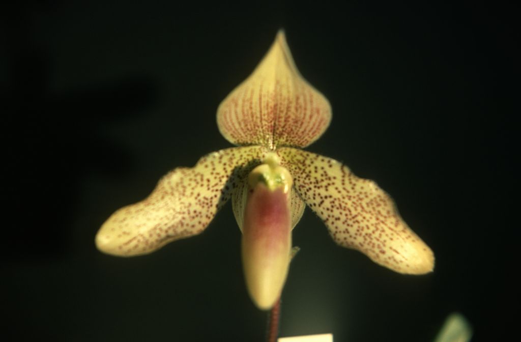 Paphiopedilum, unknown, only 2 slides labeled in this roll, February 1978, roll 197802H7red slide 8