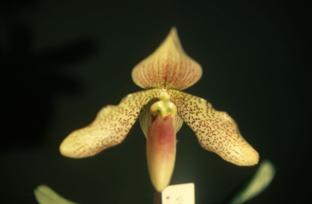 Paphiopedilum, unknown, only 2 slides labeled in this roll, February 1978, roll 197802H7red slide 9