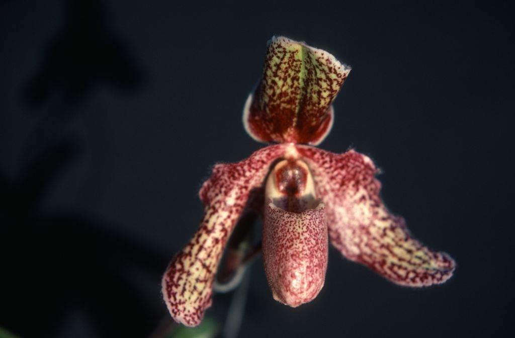 Paphiopedilum, unknown, July 1978, roll 197807H8 slide 10