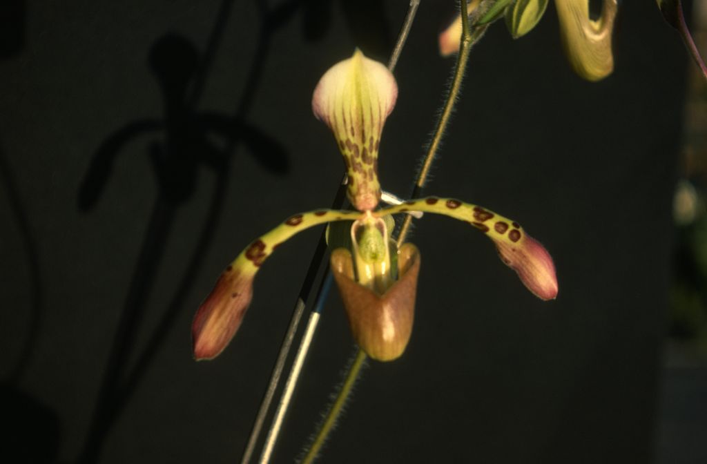 Paphiopedilum, unknown, July 1978, roll 197807H8 slide 13