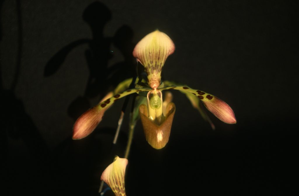 Paphiopedilum, unknown, July 1978, roll 197807H8 slide 14