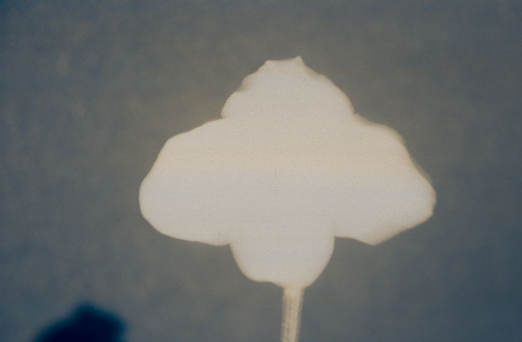 Paphiopedilum, unknown, July 1978, roll 197807H8 slide 15