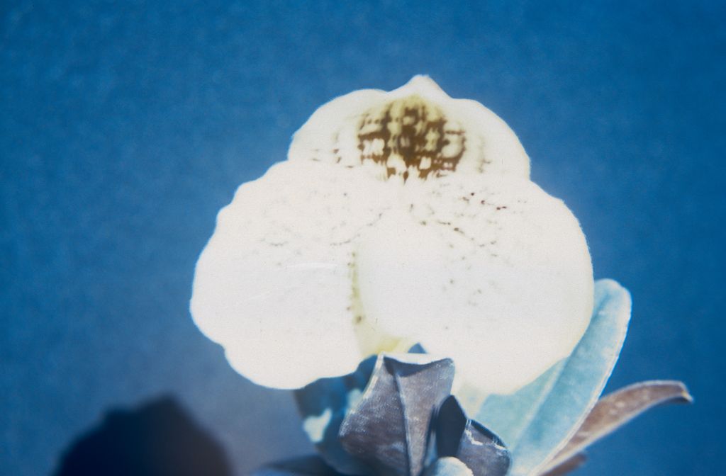 Paphiopedilum, unknown, July 1978, roll 197807H8 slide 16