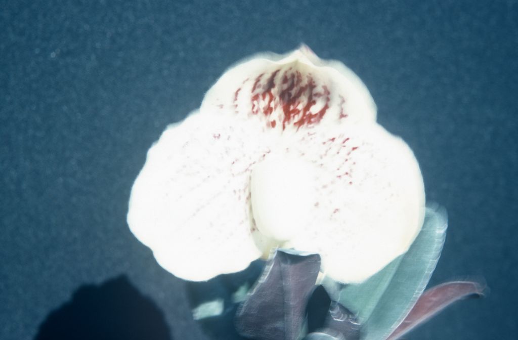 Paphiopedilum, unknown, July 1978, roll 197807H8 slide 17