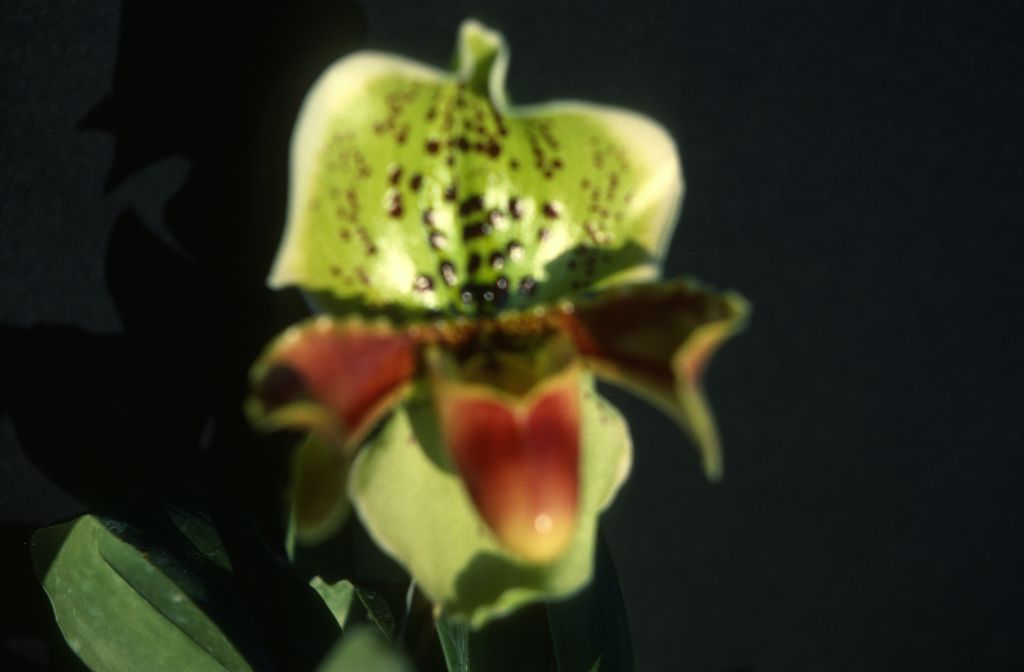 Paphiopedilum, unknown, July 1978, roll 197807H8 slide 4