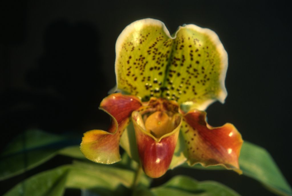 Paphiopedilum, unknown, July 1978, roll 197807H8 slide 5