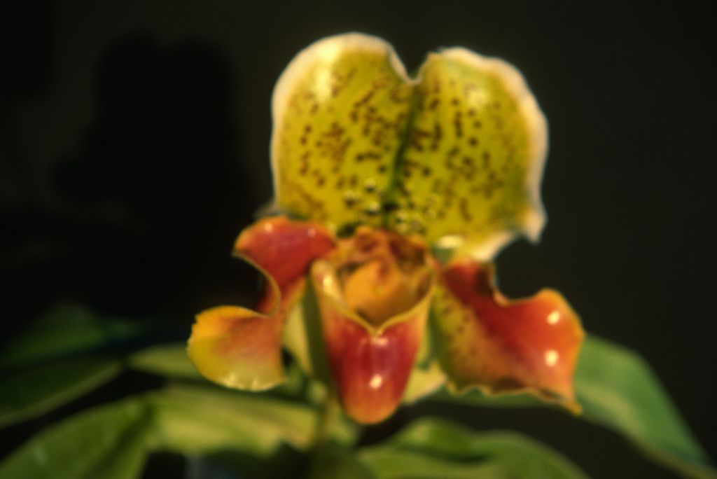 Paphiopedilum, unknown, July 1978, roll 197807H8 slide 6