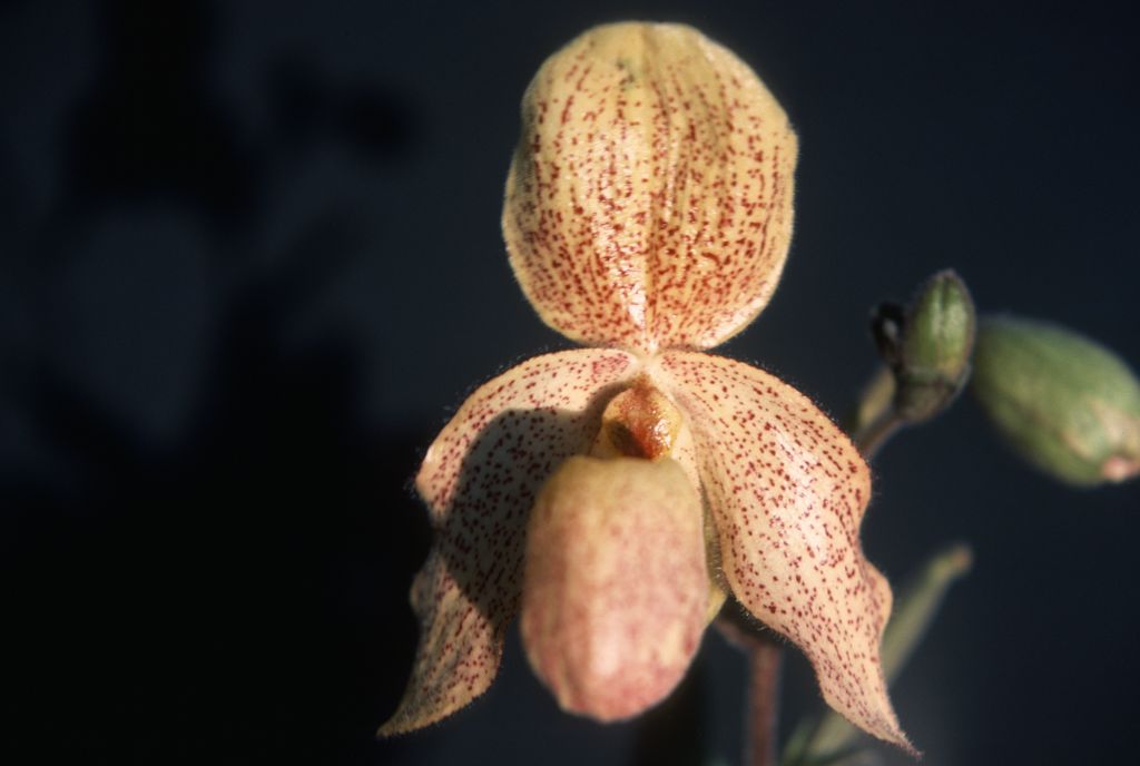 Paphiopedilum, unknown, July 1978, roll 197807H8 slide 7