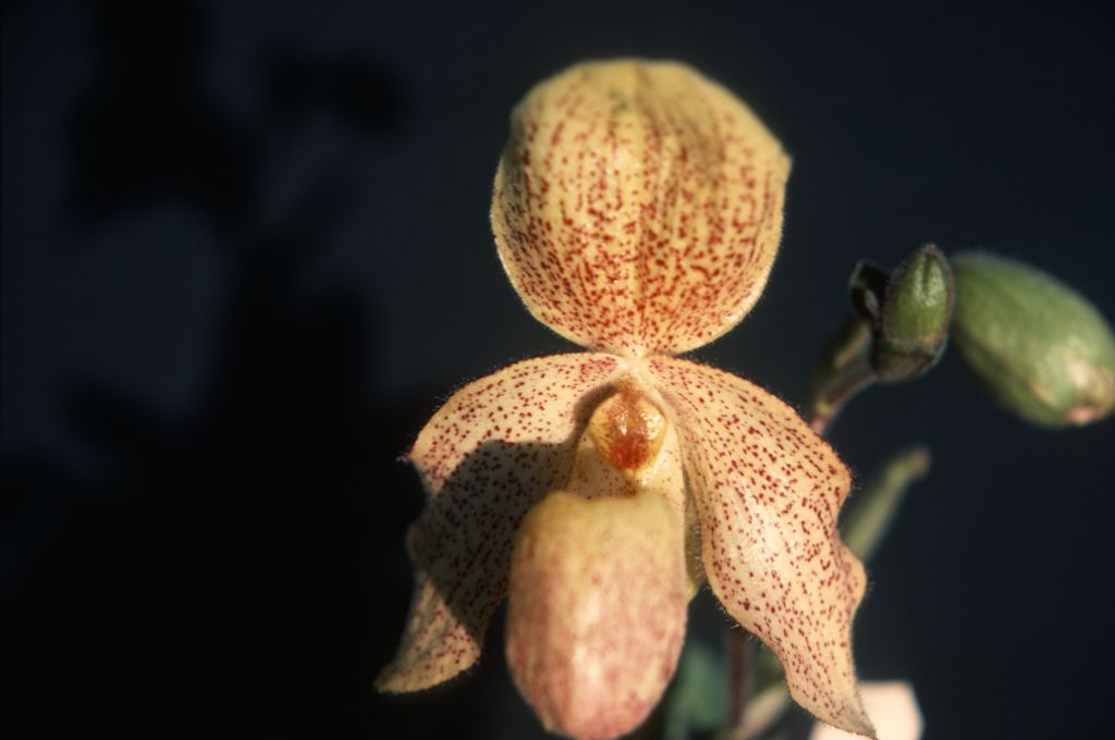 Paphiopedilum, unknown, July 1978, roll 197807H8 slide 8