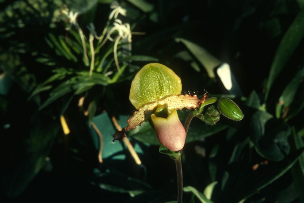 Paphiopedilum, unknown, entire box unlabeled, July 1978, roll 197807H8black slide 11