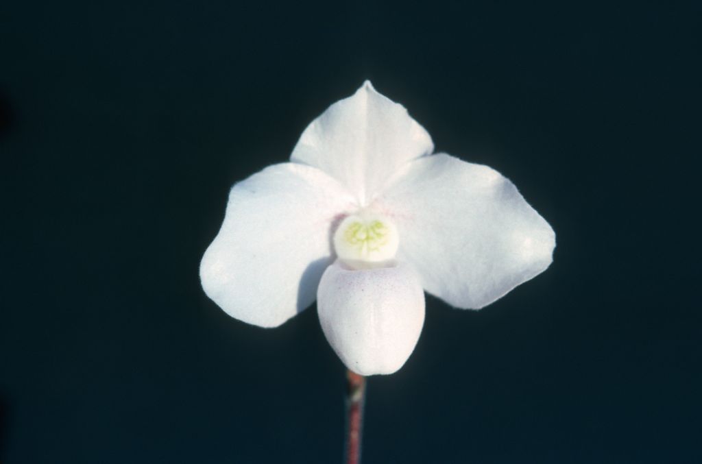 Paphiopedilum, unknown, entire box unlabeled, July 1978, roll 197807H8black slide 15
