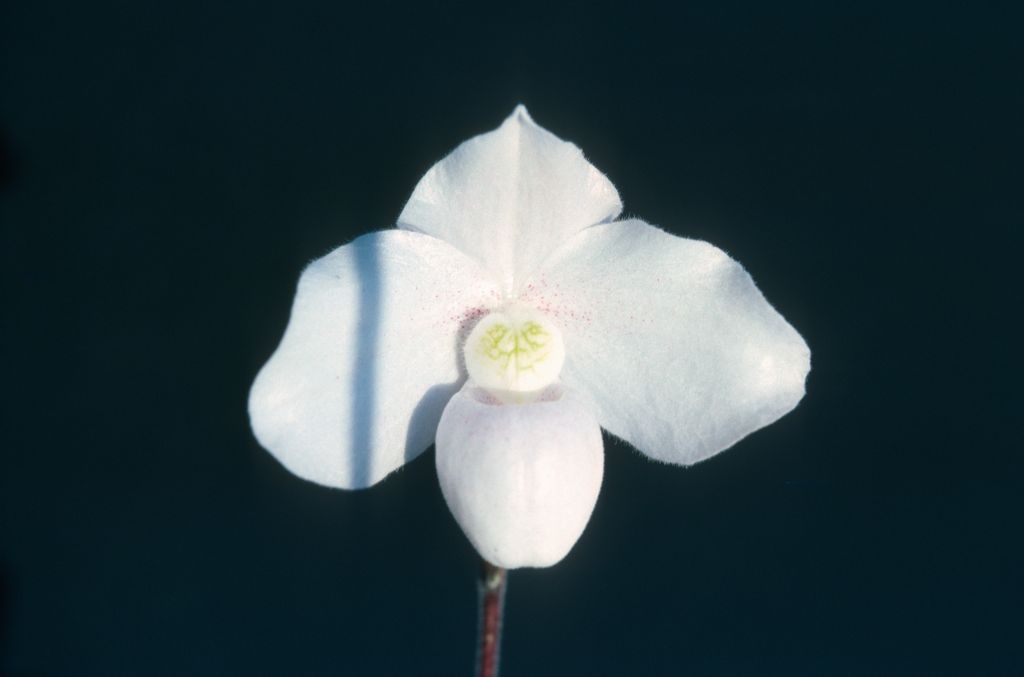 Paphiopedilum, unknown, entire box unlabeled, July 1978, roll 197807H8black slide 16