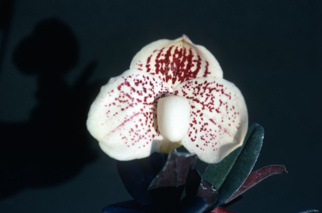 Paphiopedilum, unknown, entire box unlabeled, July 1978, roll 197807H8black slide 17