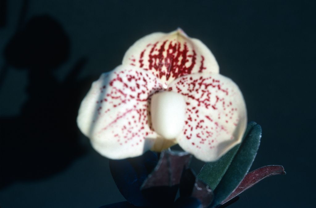 Paphiopedilum, unknown, entire box unlabeled, July 1978, roll 197807H8black slide 18