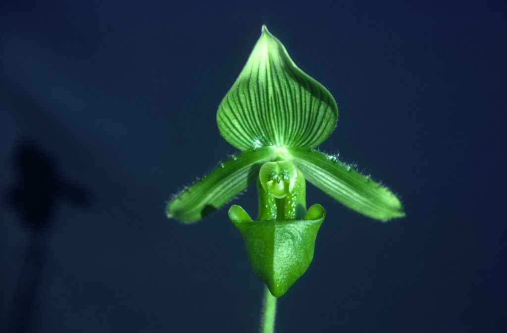 Paphiopedilum, unknown, December 1978, roll 197812H9 slide 5
