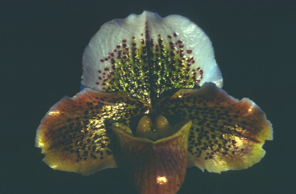 Paphiopedilum, unknown, entire roll unlabeled and very dark, February 1978, roll 197802H7black slide 14