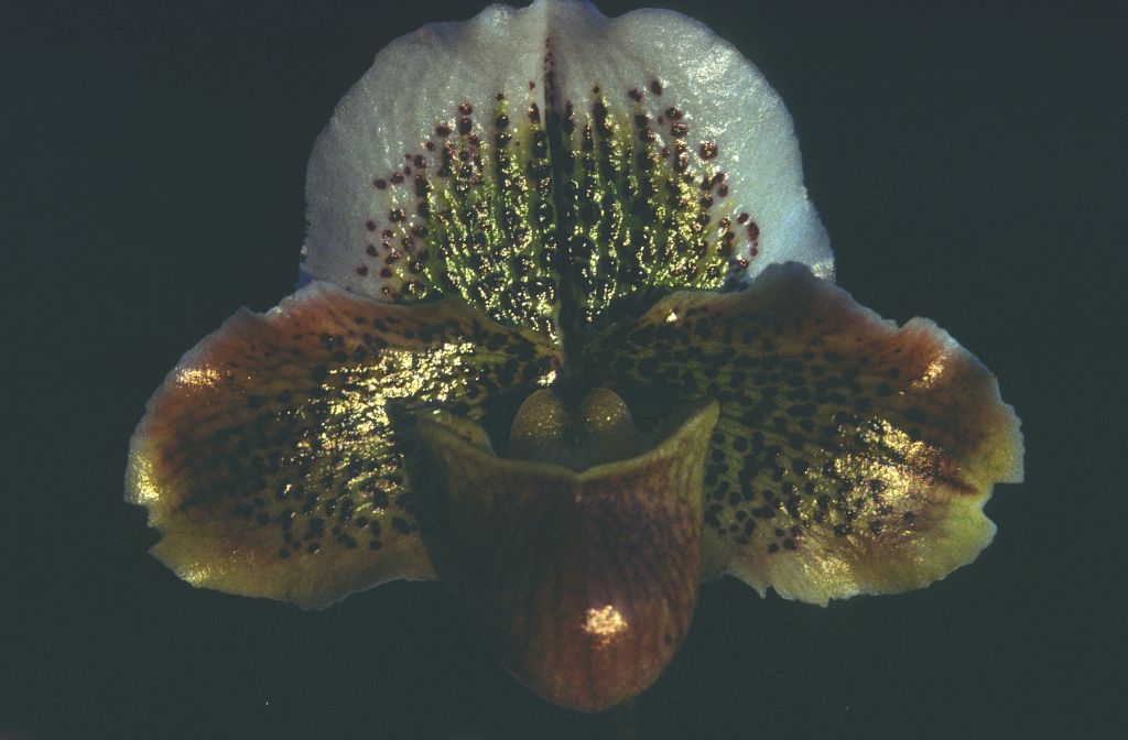 Paphiopedilum, unknown, entire roll unlabeled and very dark, February 1978, roll 197802H7black slide 15