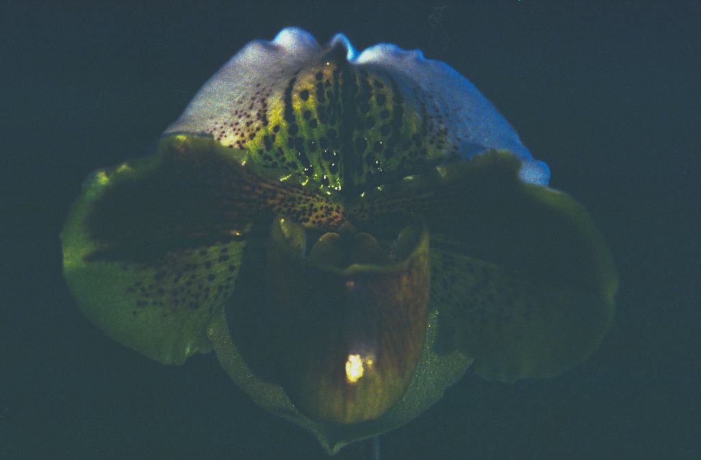 Paphiopedilum, unknown, entire roll unlabeled and very dark, February 1978, roll 197802H7black slide 16