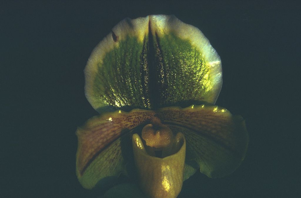 Paphiopedilum, unknown, entire roll unlabeled and very dark, February 1978, roll 197802H7black slide 17
