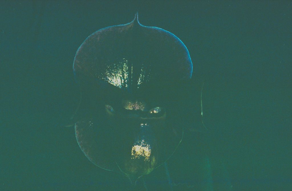 Paphiopedilum, unknown, entire roll unlabeled and very dark, February 1978, roll 197802H7black slide 18