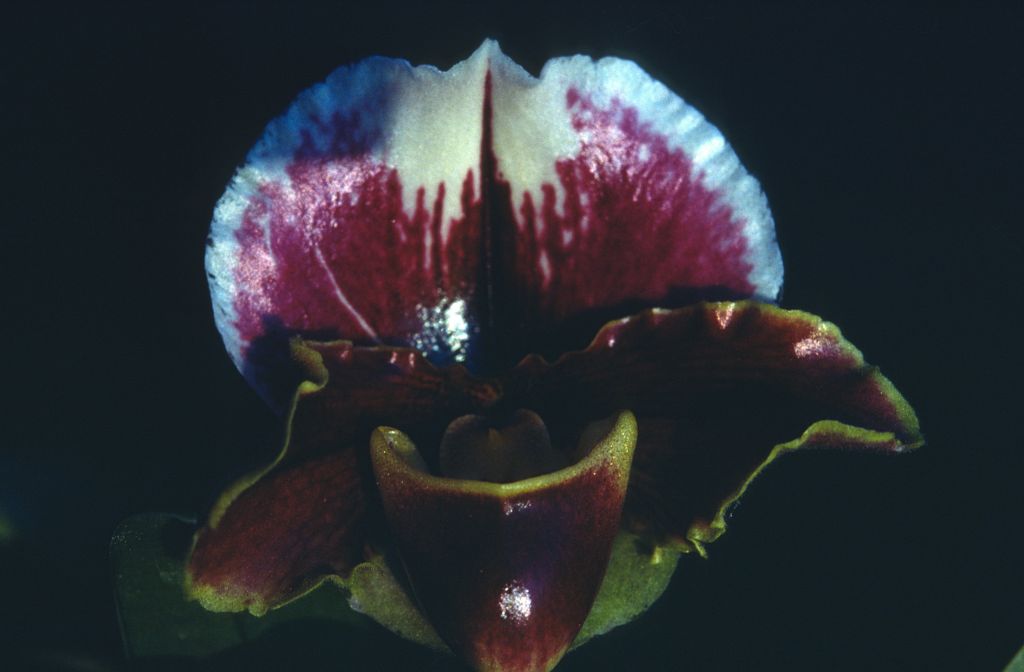 Paphiopedilum, unknown, entire roll unlabeled and very dark, February 1978, roll 197802H7black slide 19