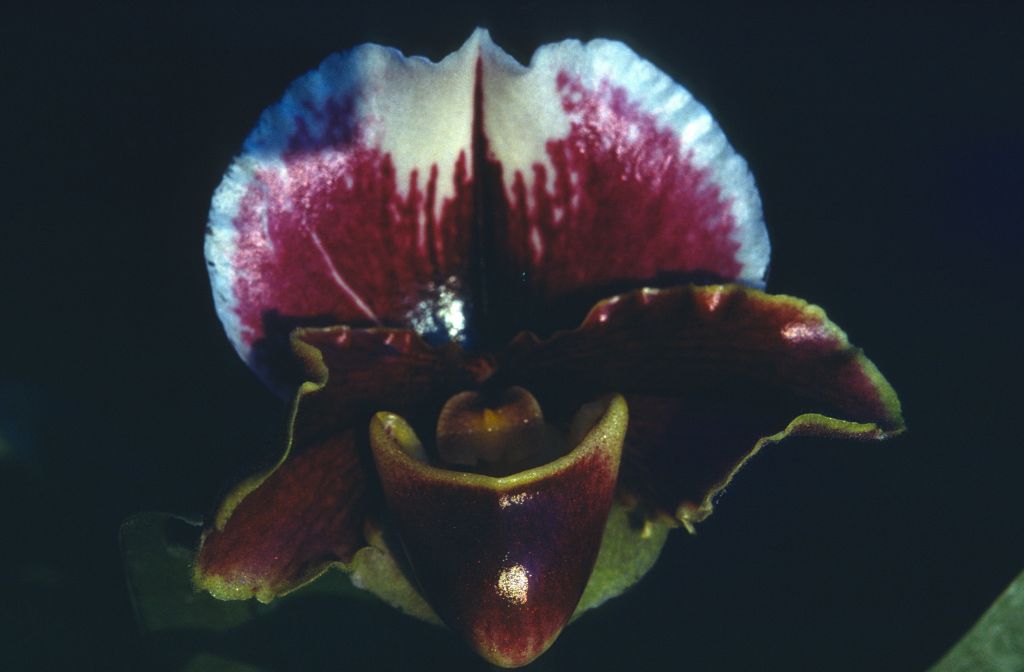 Paphiopedilum, unknown, entire roll unlabeled and very dark, February 1978, roll 197802H7black slide 20