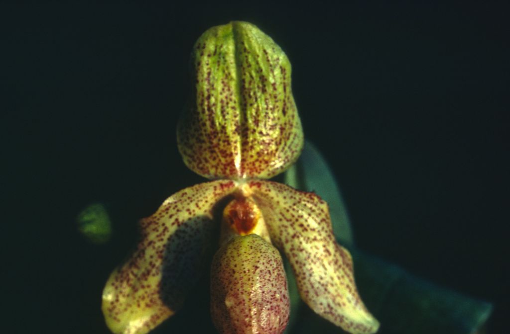 Paphiopedilum, unknown, entire roll unlabeled and very dark, February 1978, roll 197802H7black slide 21