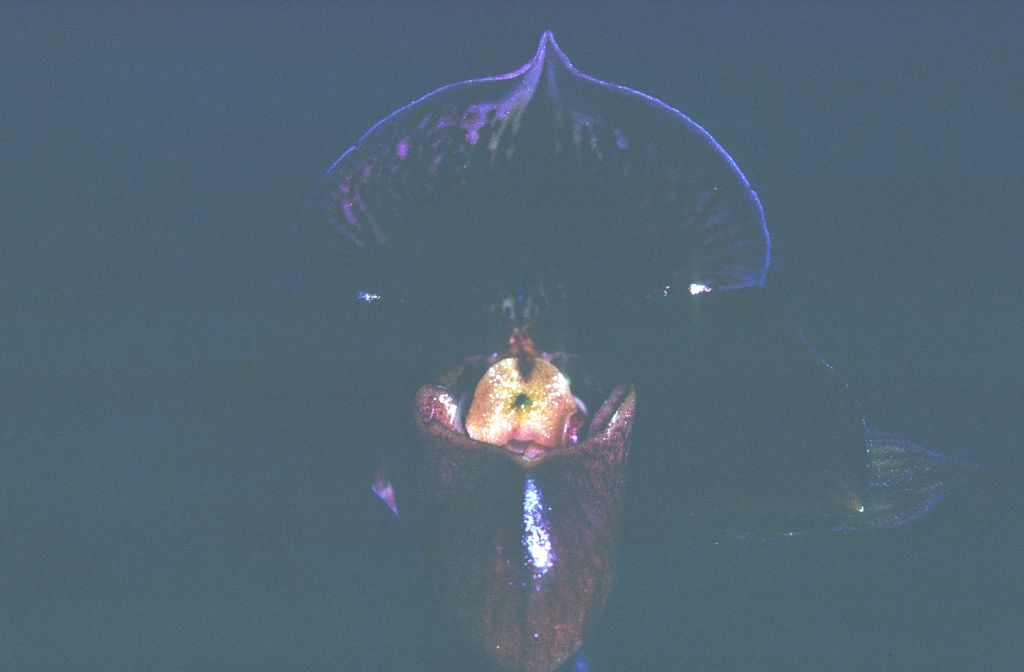 Paphiopedilum, unknown, entire roll unlabeled and very dark, February 1978, roll 197802H7black slide 3