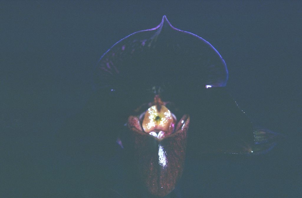 Paphiopedilum, unknown, entire roll unlabeled and very dark, February 1978, roll 197802H7black slide 4