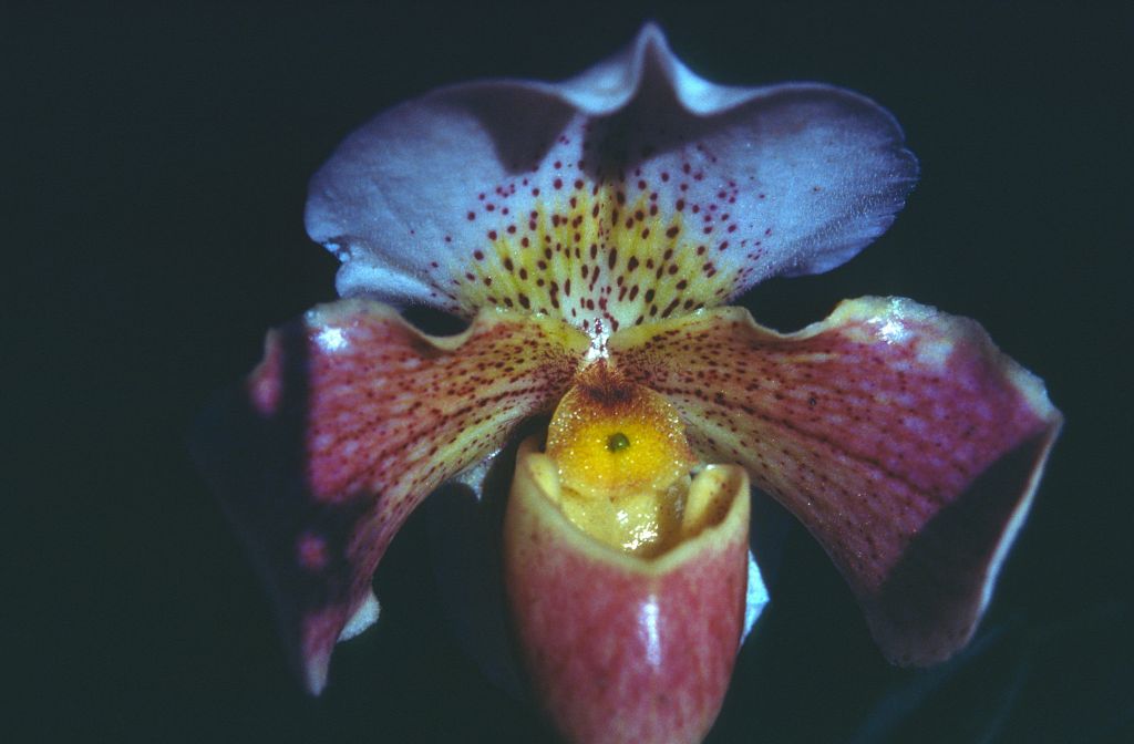 Paphiopedilum, unknown, entire roll unlabeled and very dark, February 1978, roll 197802H7black slide 6