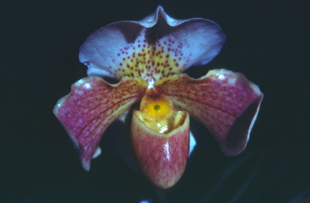 Paphiopedilum, unknown, entire roll unlabeled and very dark, February 1978, roll 197802H7black slide 7