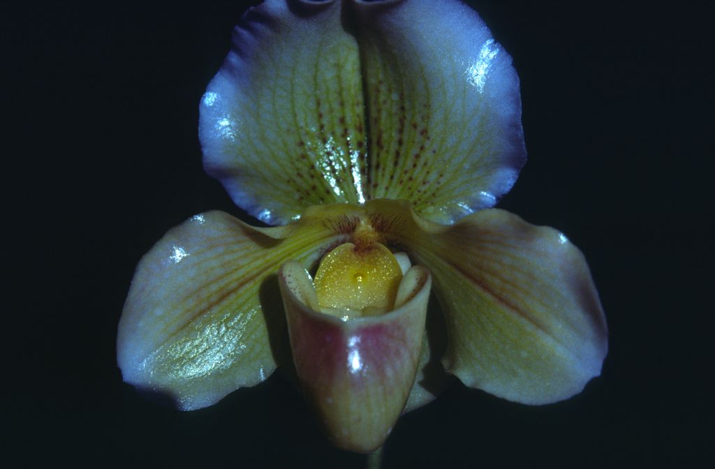 Paphiopedilum, unknown, entire roll unlabeled and very dark, February 1978, roll 197802H7black slide 8