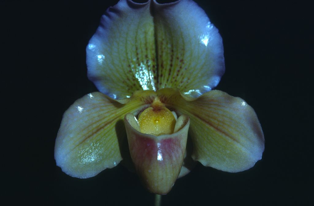 Paphiopedilum, unknown, entire roll unlabeled and very dark, February 1978, roll 197802H7black slide 9