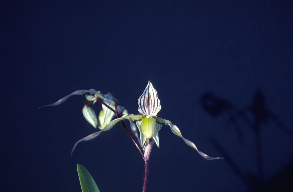 Paphiopedilum, unknown, March 1979, roll 197903H6 slide 12