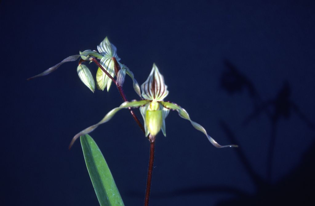 Paphiopedilum, unknown, March 1979, roll 197903H6 slide 13