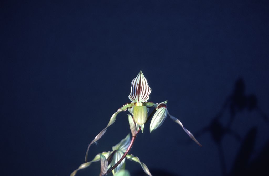 Paphiopedilum, unknown, March 1979, roll 197903H6 slide 14