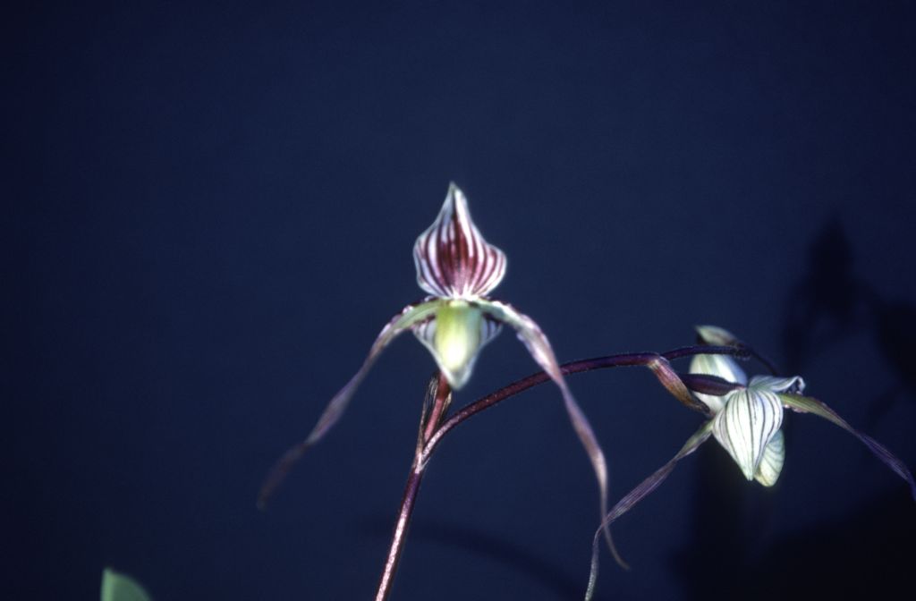 Paphiopedilum, unknown, March 1979, roll 197903H6 slide 15