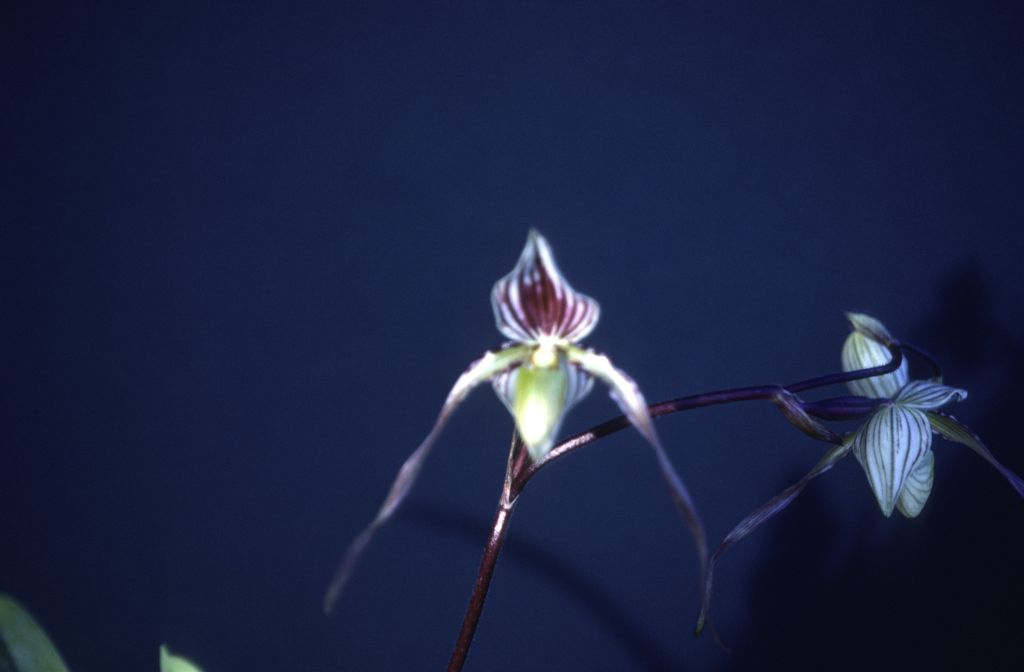 Paphiopedilum, unknown, March 1979, roll 197903H6 slide 16