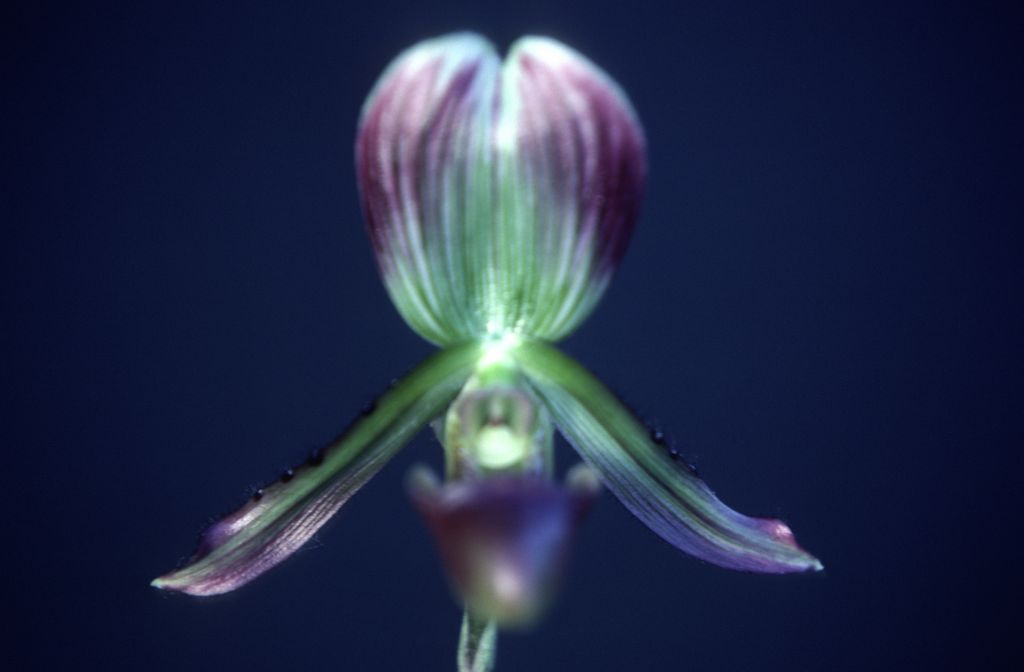 Paphiopedilum, unknown, March 1979, roll 197903H6 slide 17
