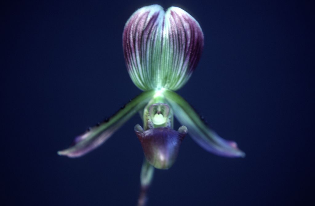 Paphiopedilum, unknown, March 1979, roll 197903H6 slide 18