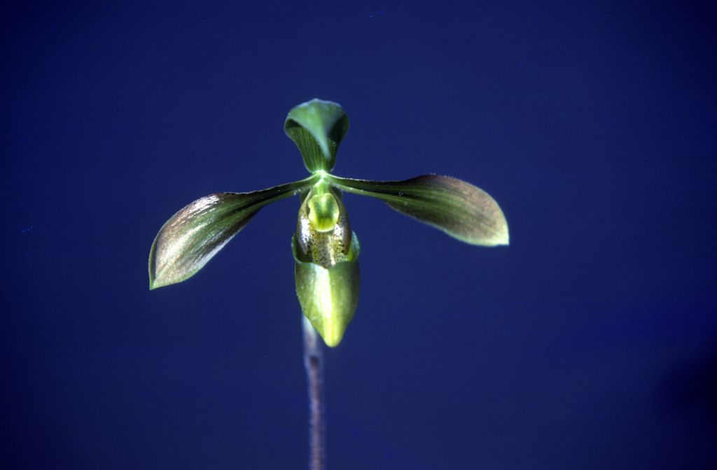 Paphiopedilum, unknown, front view, March 1979, roll 197903H6 slide 1