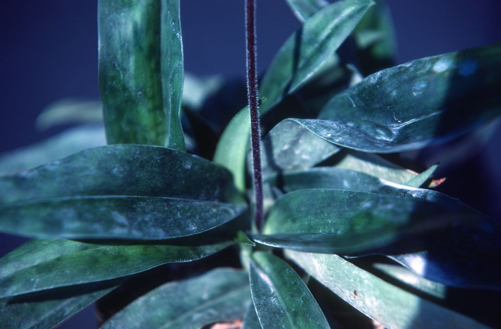 Paphiopedilum, unknown, foliage, March 1979, roll 197903H6 slide 2