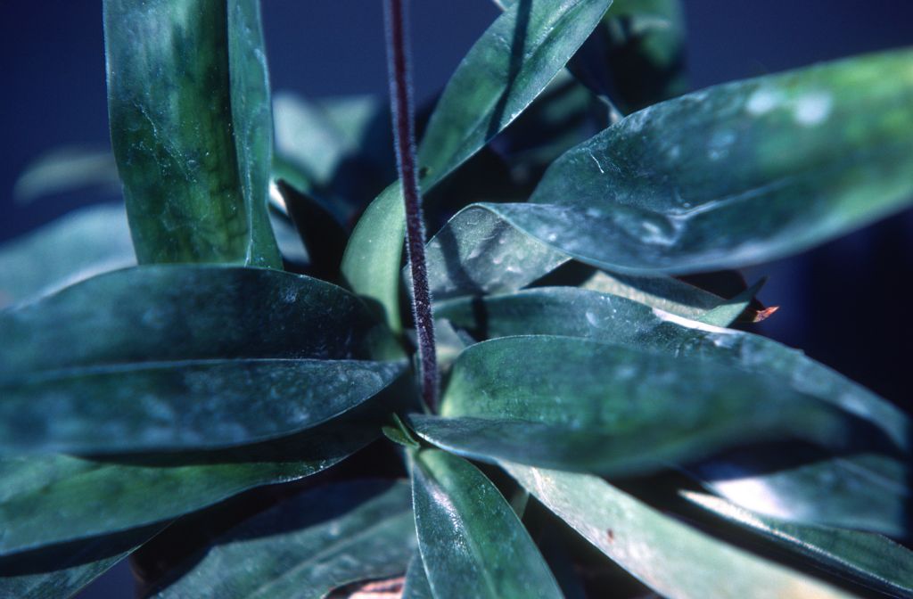 Paphiopedilum, unknown, foliage, March 1979, roll 197903H6 slide 3