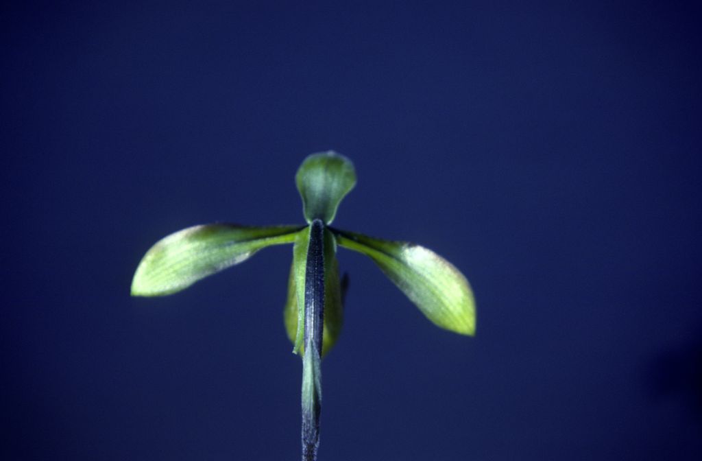 Paphiopedilum, unknown, back view, March 1979, roll 197903H6 slide 4